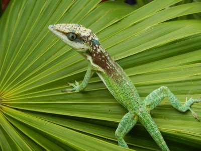 2013GBarrett_DSCN3999_Cuban Giant Anole.JPG