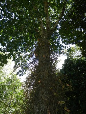 2013¸GBarrett_DSCN4093_Cannonball Tree.JPG