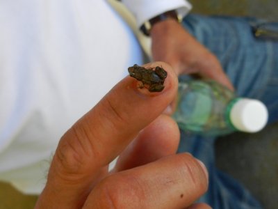 2013¸GBarrett_DSCN4295_Monte Iberia Eleuth Frog.JPG
