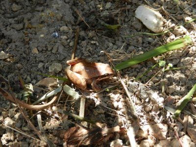 2013¸GBarrett_DSCN4299_Black-whiskered Frog.JPG