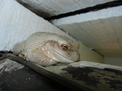 2013¸GBarrett_DSCN4304_Cuban Treefrog.JPG