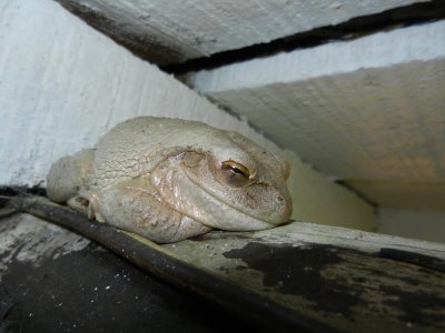 2013GBarrett_DSCN4304_Cuban Treefrog.JPG