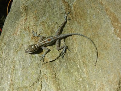 2013¸GBarrett_DSCN4356_Anole sp.JPG