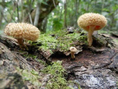 2013GBarrett_DSCN4362_fungi sp.JPG