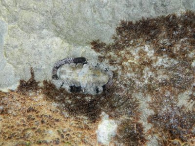 2013¸GBarrett_DSCN4520_chiton.JPG