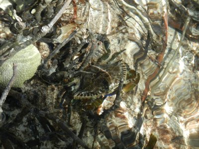 2013¸GBarrett_DSCN4523_crab sp.JPG