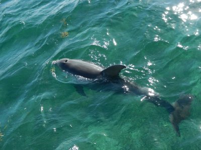 2013¸GBarrett_DSCN4540_Atlantic Bottlenose Dolphin.JPG