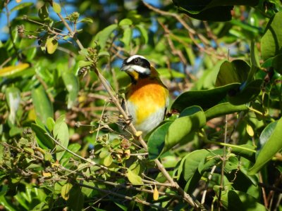 2013¸GBarrett_DSCN4612_Stripe-headed Tanager.JPG