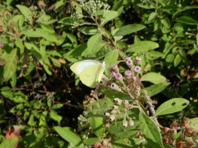 2013GBarrett_DSCN4615_Sulphur Butterfly.JPG