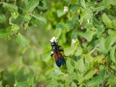 2013¸GBarrett_DSCN4624_wasp sp.JPG