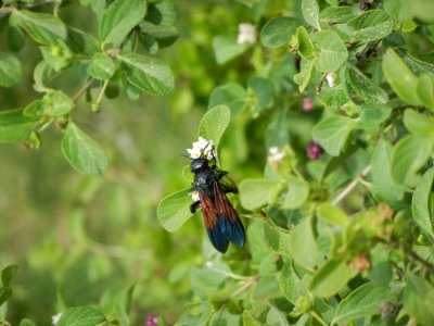 2013GBarrett_DSCN4624_wasp sp.JPG