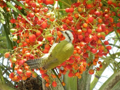 2013GBarrett_DSCN4650_Cuban Green Woodpecker.JPG