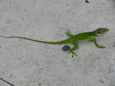 2013GBarrett_DSCN4728_Cuban Giant Anole.JPG