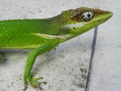 2013¸GBarrett_DSCN4731_Cuban Giant Anole.JPG