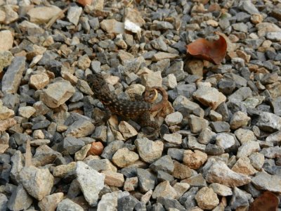 2013¸GBarrett_DSCN4772_Cuban Side-blotched Curlytail.JPG
