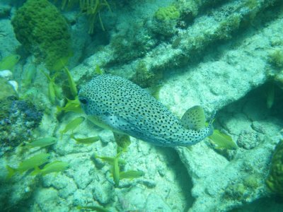 2013GBarrett_IMGP1901_Porcupine Fish.JPG