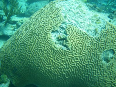 2013¸GBarrett_IMGP1906_coral sp.JPG
