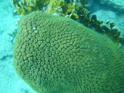 2013¸GBarrett_IMGP1907_coral sp.JPG