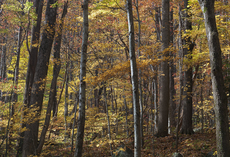 Golden Leaves