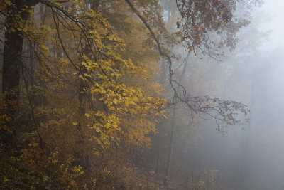 Glowing In The Fog-Roaring Fork Motor Nature Trail