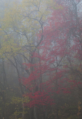 Dense Fog With Colors