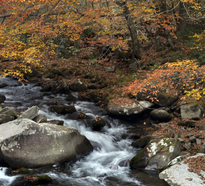 Oconaluftee River In The Fall