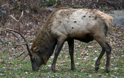 A Cataloochee Bull Elk