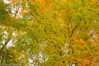 _DSC4697.jpg