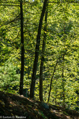 _DSC3367.jpg