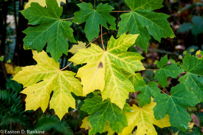 Fall - Sauvie Island, Portland