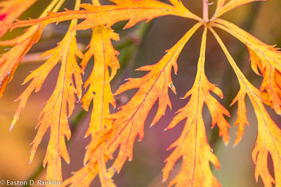 My Frontyard Maple Meets Fall Again IV