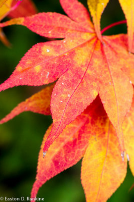 My Frontyard Maple Meets Fall Again II