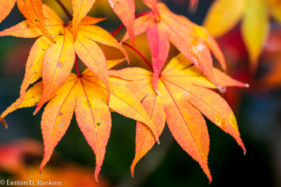 My Frontyard Maple Meets Fall Again I