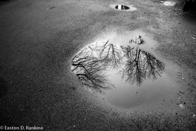 Winter Reflected