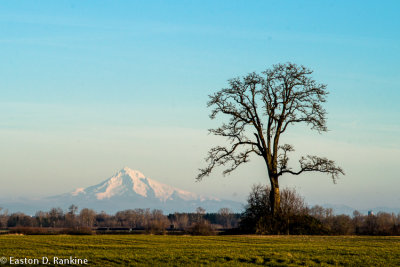 Mount Hood from Sauvie Island