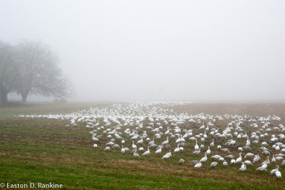 Snow Geese I