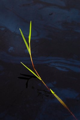 Watergrass