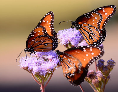 Queen butterflies on Blue Mist Flower