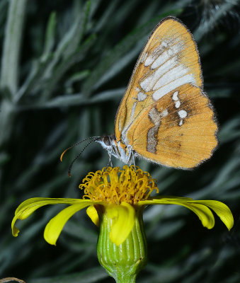 Common Mestra on Groundsel Flower