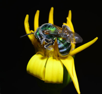 green metallic sweat bee