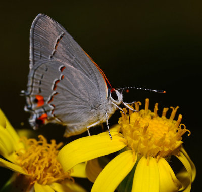 Grey Hairstreak on Groundsel flower