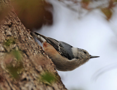 White Breasted Nuthatch visiting the back yard in Midland Tx.