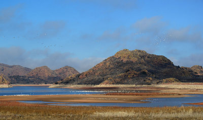 Lake altus and white pelicans. 