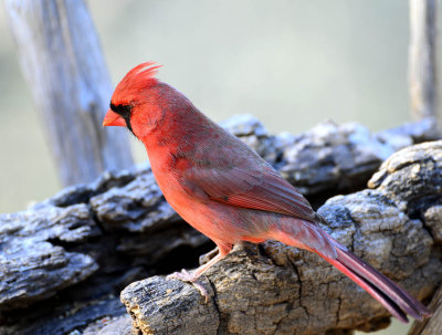 Cardinal