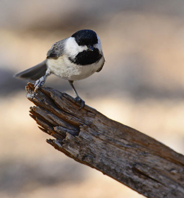 Carolina chickadee