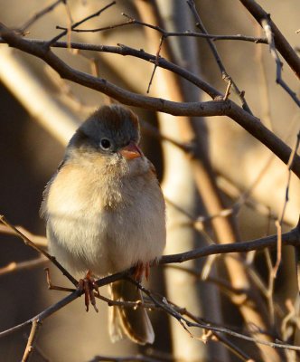 Sparrow of some sort.