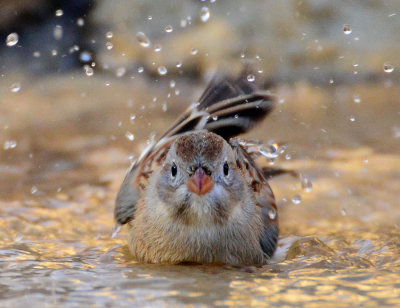 Splish splash I was takin a bath... 