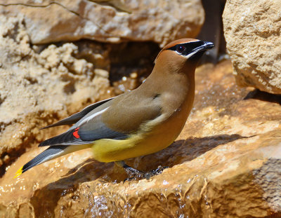 cedar waxwing South Llano river sp