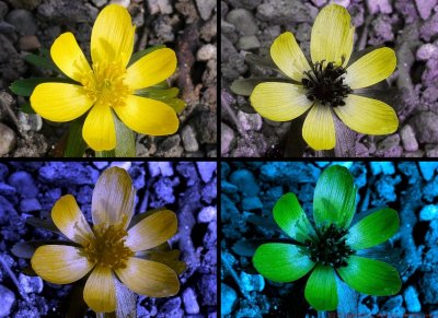 Winter Aconite VIS UV BV_c.jpg