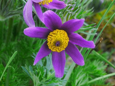 Pulsatilla_VIS_P1050631_c.jpg